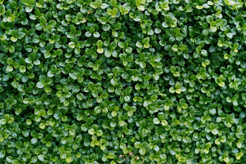 Dense wall of small rounded green leaves covering the entire frame