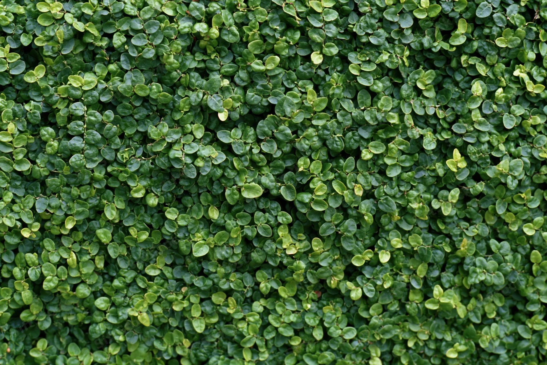Dense wall of small rounded green leaves covering the entire surface
