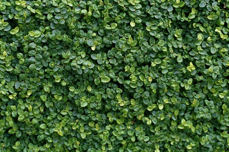 Dense wall of small rounded green leaves covering the entire surface