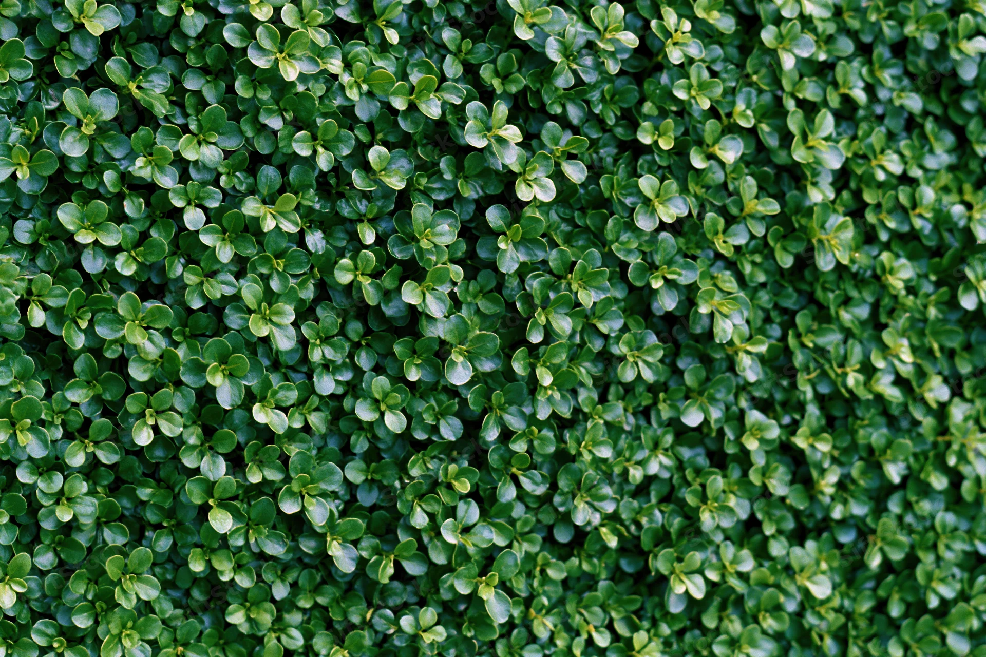 Dense wall of small rounded green leaves covering the entire frame