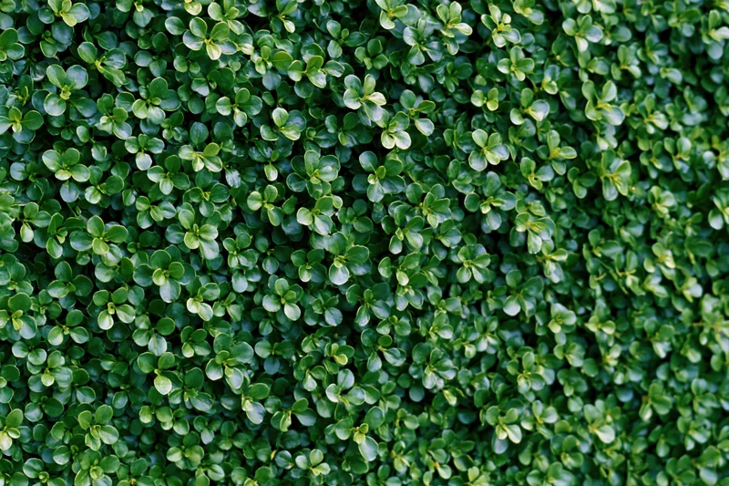 Dense wall of small rounded green leaves covering the entire frame