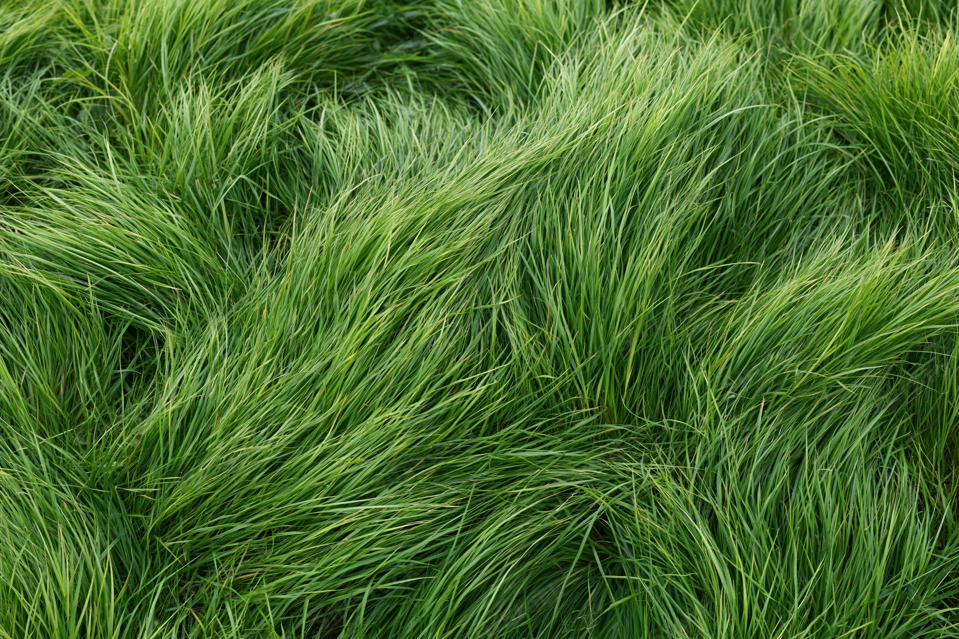 Dense wild grass viewed from directly overhead filling the frame with green blades in natural outdoor setting