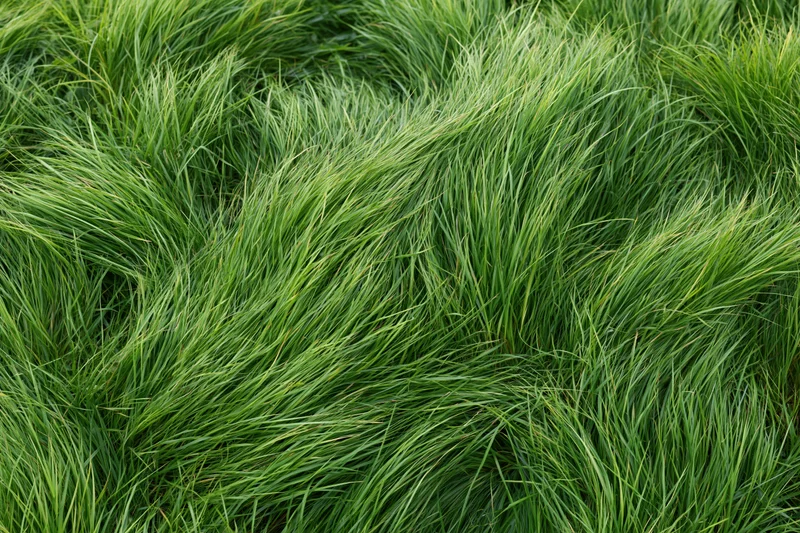 Dense wild grass viewed from directly overhead filling the frame with green blades in natural outdoor setting