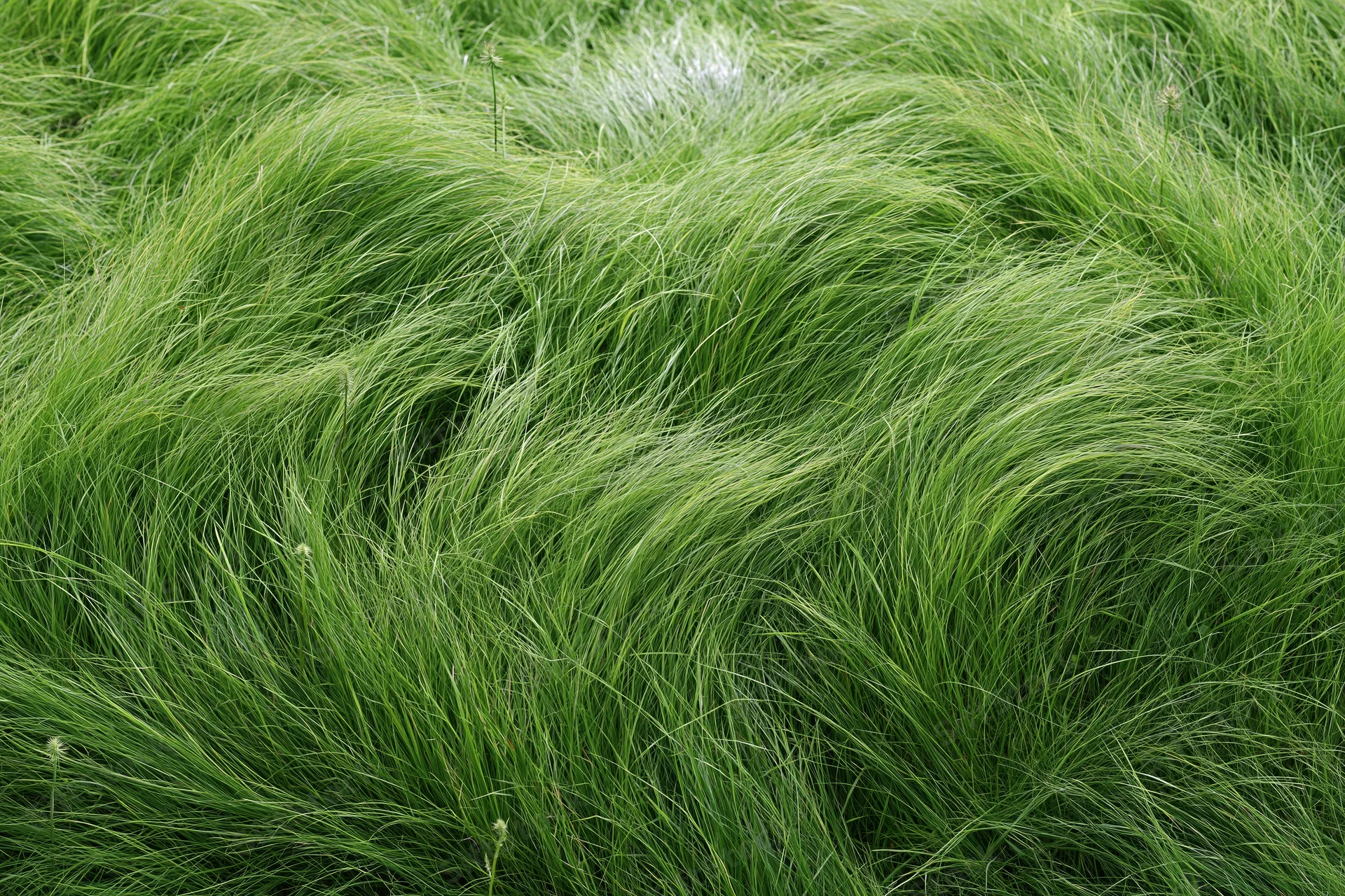 Dense wild grass viewed from directly overhead filling the frame
