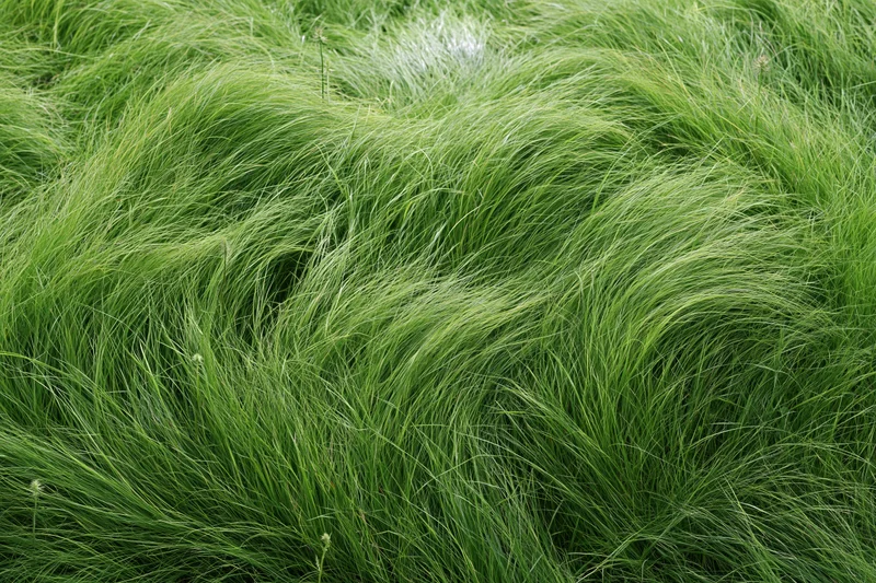 Dense wild grass viewed from directly overhead filling the frame