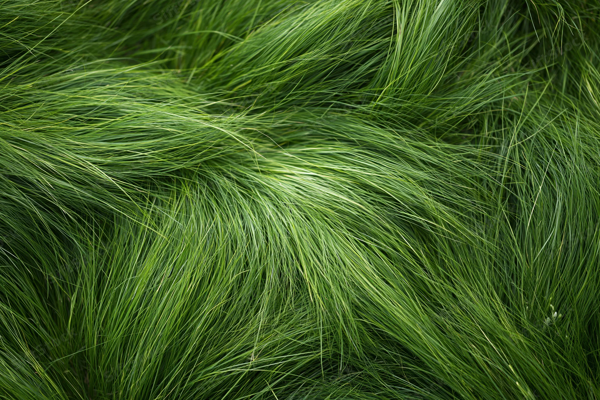 Dense wild grass viewed from directly overhead filling the frame with green blades