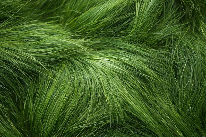 Dense wild grass viewed from directly overhead filling the frame with green blades
