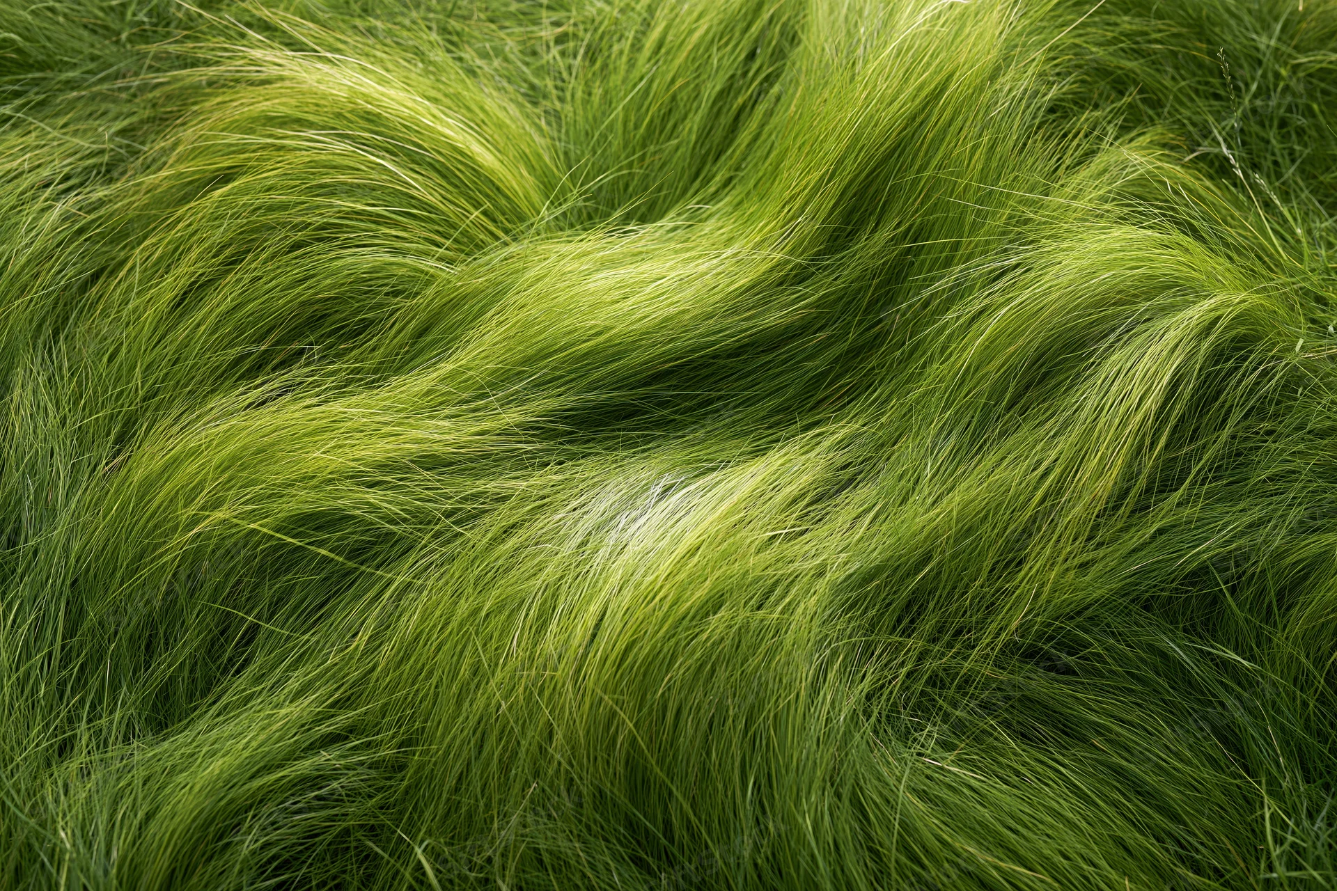 Dense wild grass viewed from directly overhead filling the frame with green blades in natural outdoor setting