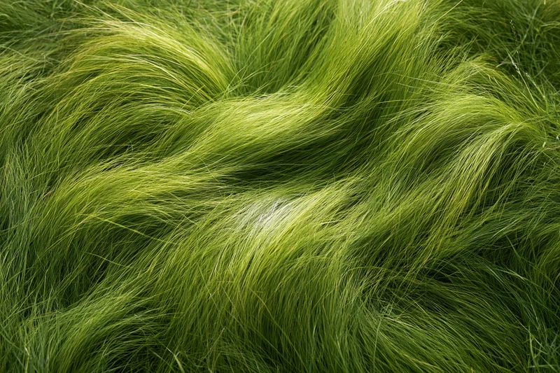 Dense wild grass viewed from directly overhead filling the frame with green blades in natural outdoor setting