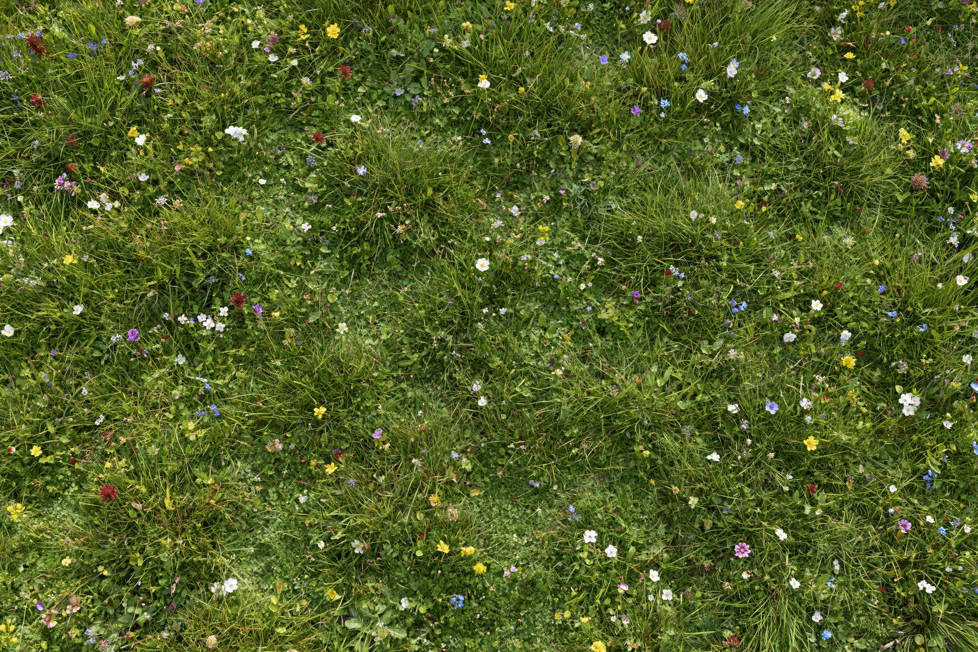 Dense wildflower meadow viewed from above with green grass and colorful blooms scattered throughout