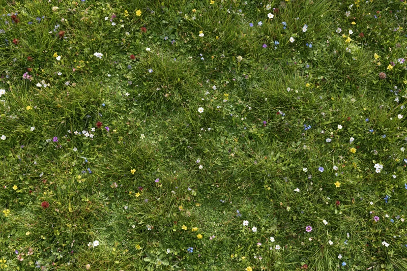 Dense wildflower meadow viewed from above with green grass and colorful blooms scattered throughout