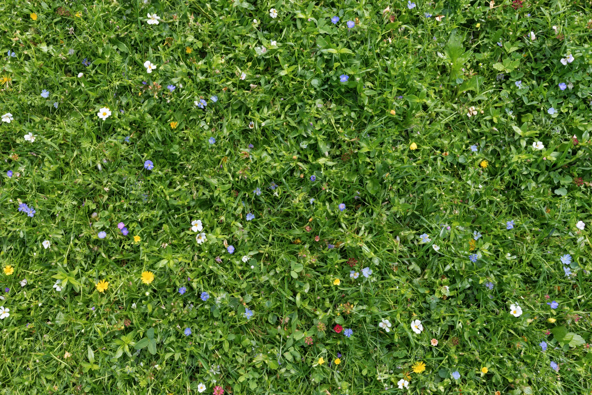 Dense wildflower meadow viewed from above with green grass and colorful blooms scattered throughout