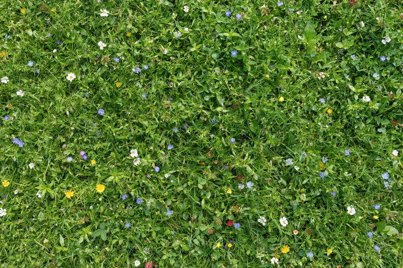 Dense wildflower meadow viewed from above with green grass and colorful blooms scattered throughout
