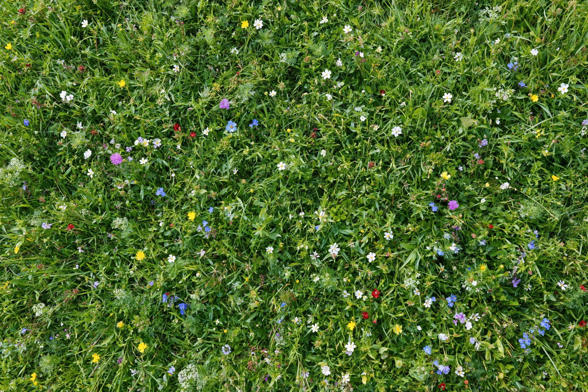 Dense wildflower meadow viewed from above with green grass and colorful blooms scattered throughout