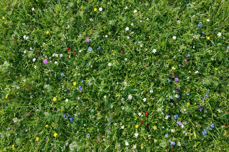 Dense wildflower meadow viewed from above with green grass and colorful blooms scattered throughout