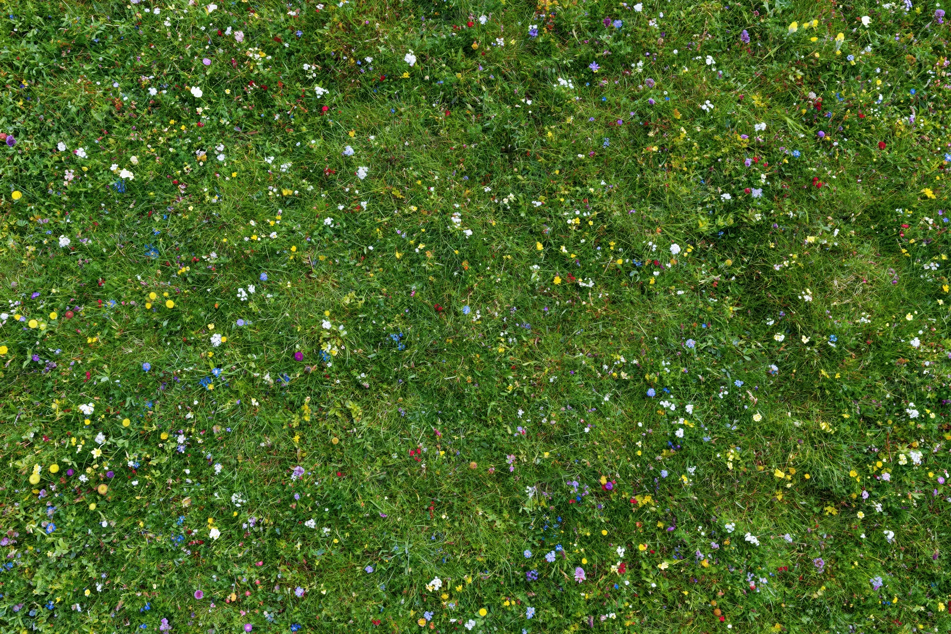 Dense wildflower meadow viewed from above with green grass and colorful blooms scattered throughout