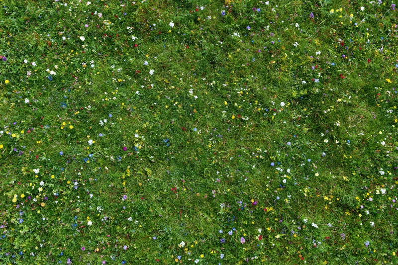Dense wildflower meadow viewed from above with green grass and colorful blooms scattered throughout