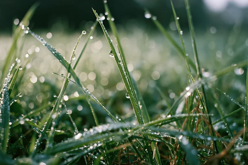 Closeup of dew-covered grass blades in morning light with water droplets clinging to green blades in a natural outdoor setting