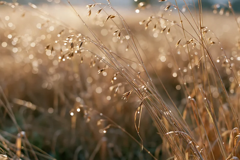 Dew-covered wild grass stems and seed heads in a field at sunrise