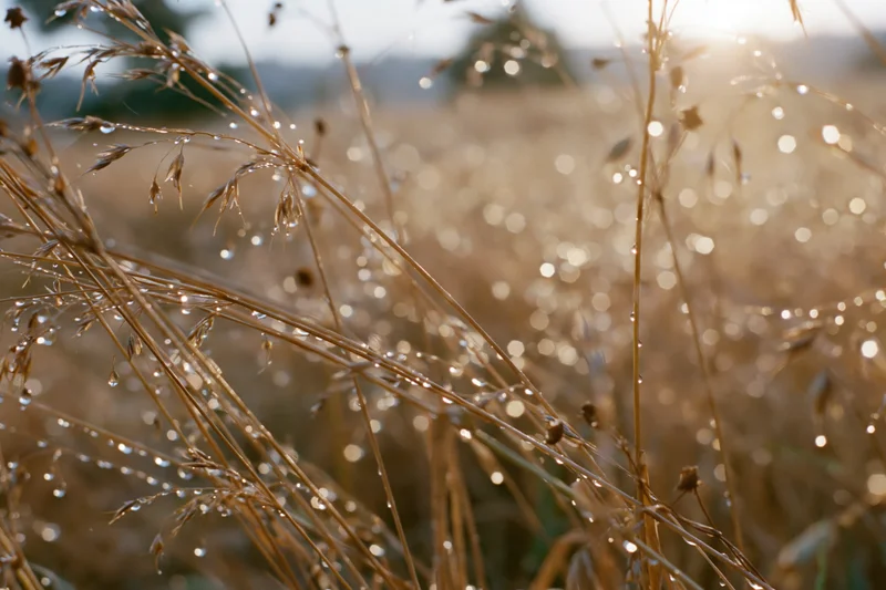 Dew-covered wild grass stems and seed heads in a field at golden hour