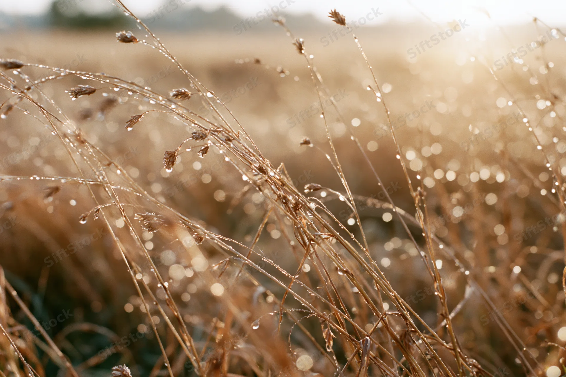 Dew-covered wild grass stems and seed heads in a field at sunrise