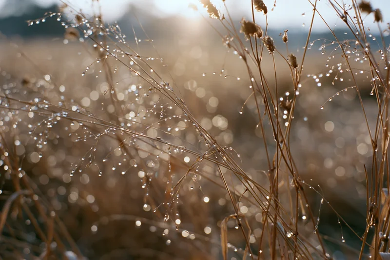 Dew-covered wild grass stems and seed heads in a field at sunrise