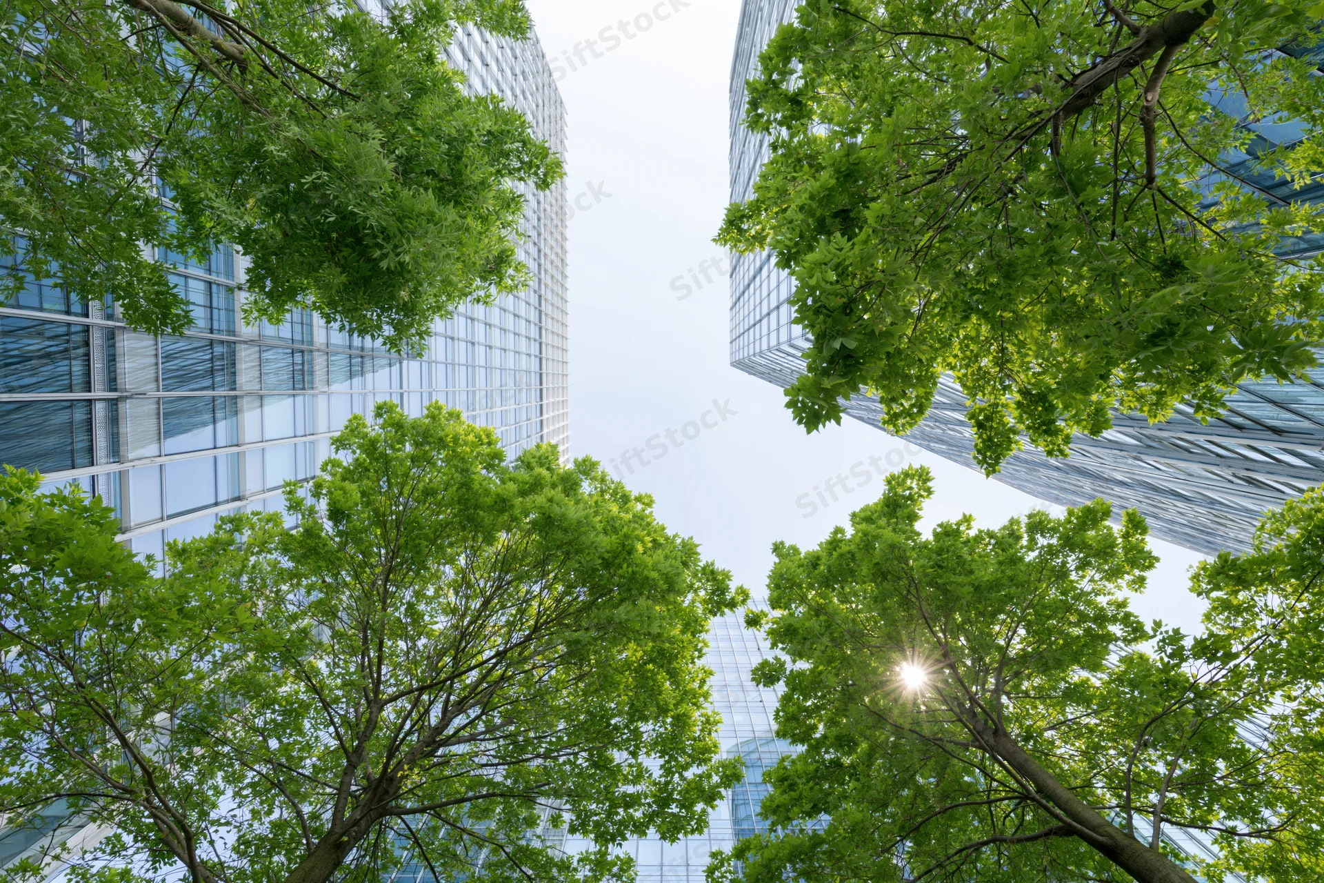 Upward view of glass corporate skyscrapers framed by green trees under bright sunlight