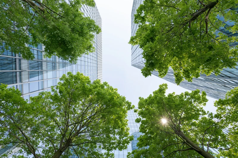 Upward view of glass corporate skyscrapers framed by green trees under bright sunlight