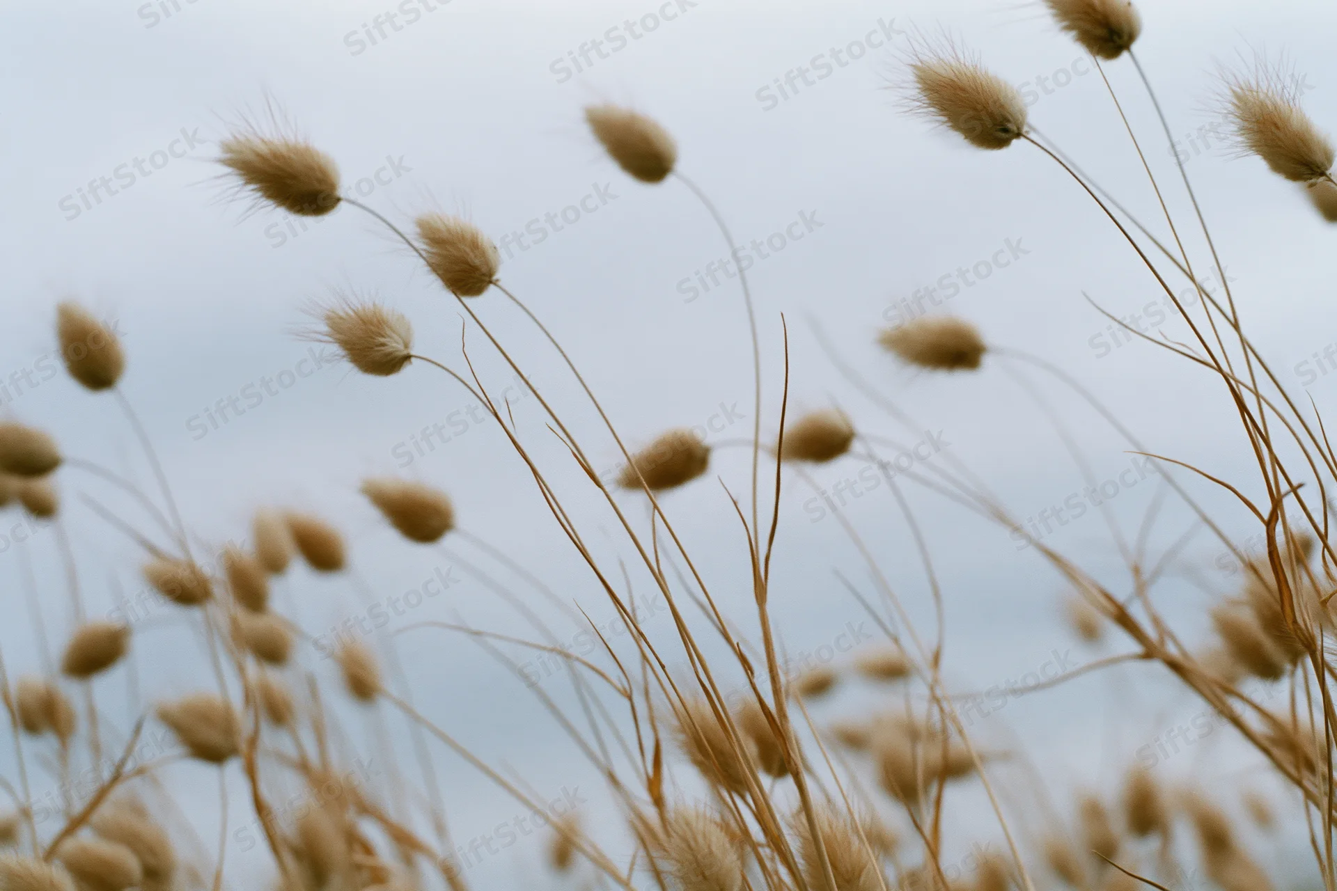 Dried bunny tail grass seedheads swaying in an open field under an overcast sky