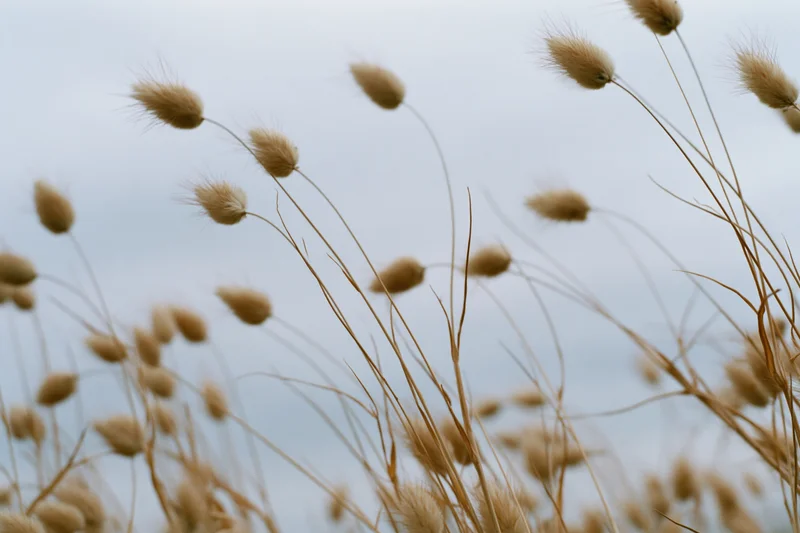 Dried bunny tail grass seedheads swaying in an open field under an overcast sky