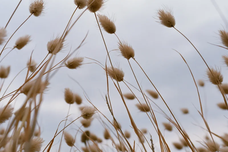 Dried bunny tail grass seedheads swaying in an open field low angle view