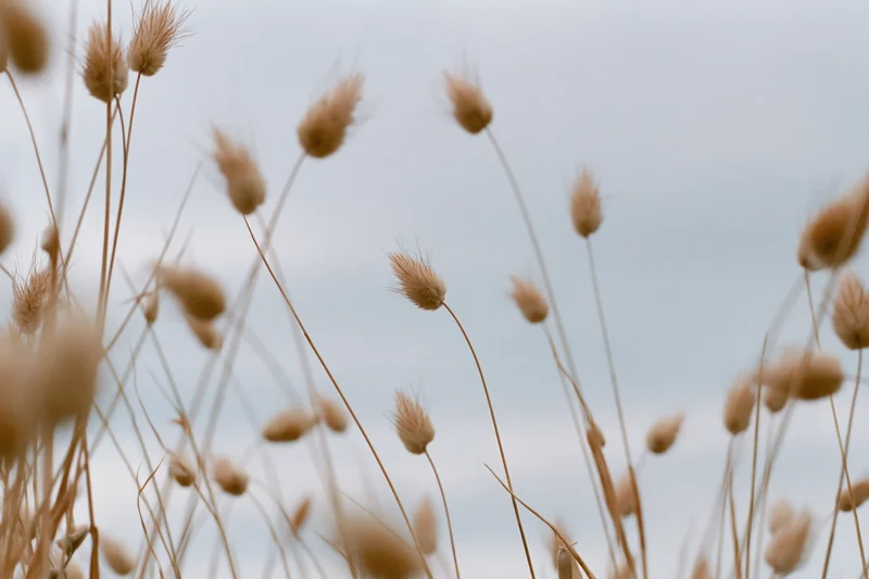 Dried bunny tail grass seedheads swaying in an open field low