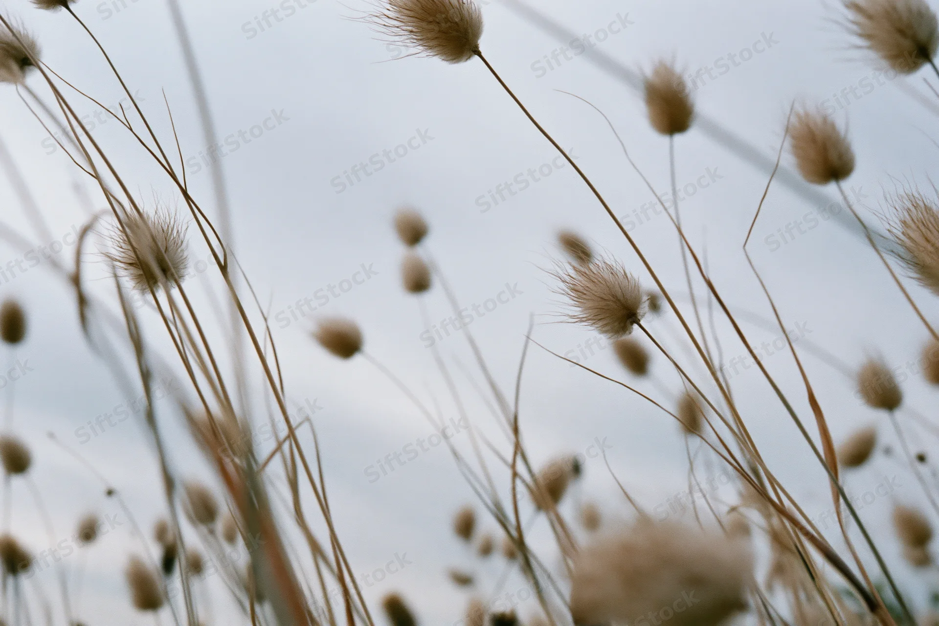 Dried bunny tail grass seedheads swaying in an open field under an overcast sky