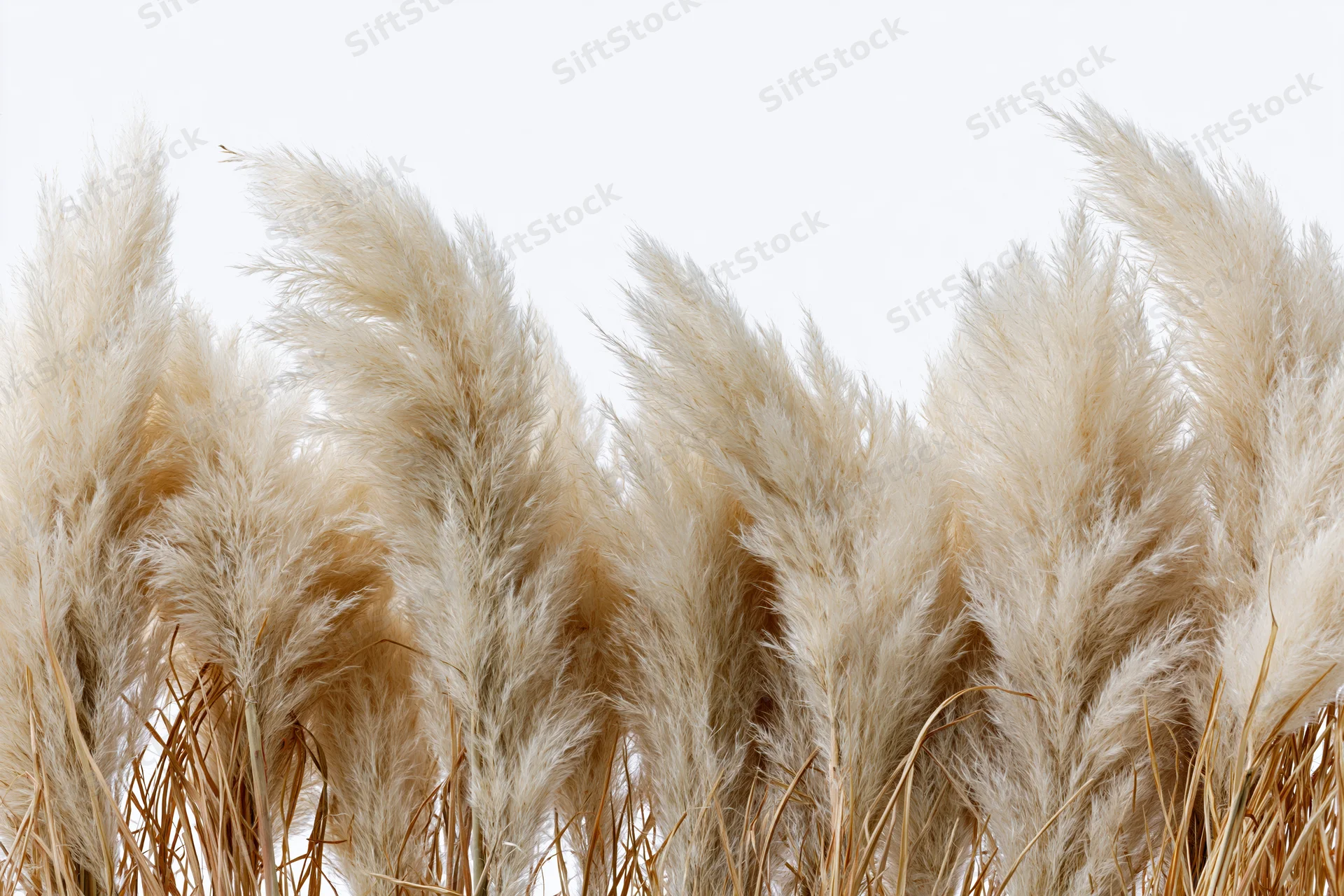 Dried pampas grass plumes clustered densely across the lower frame against white background
