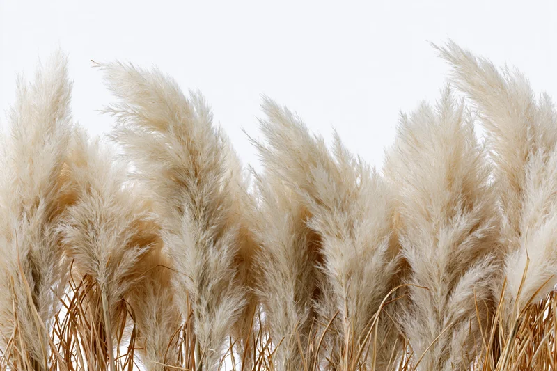 Dried pampas grass plumes clustered densely across the lower frame against white background