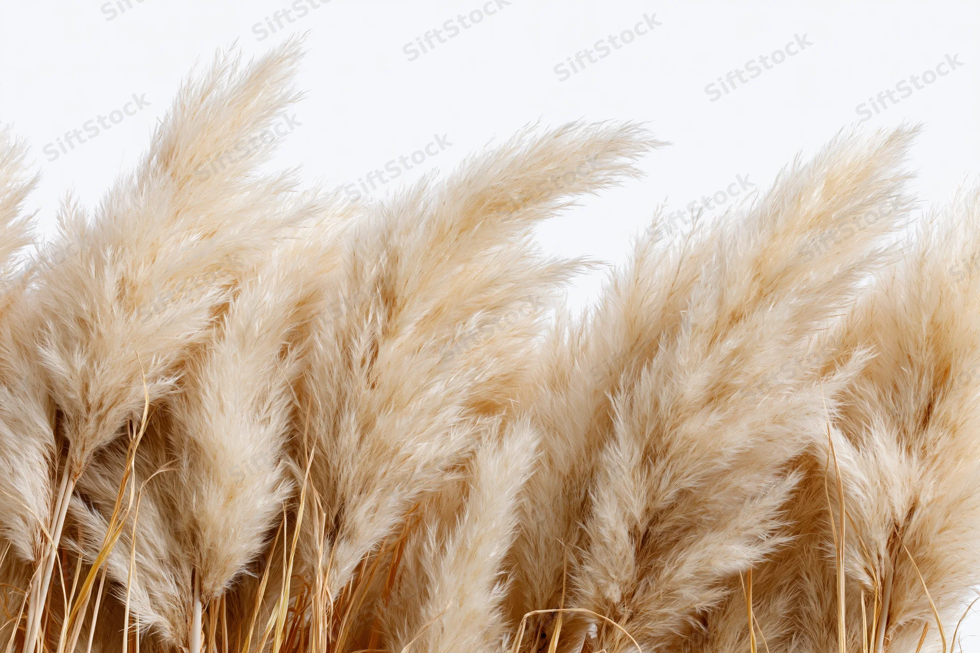 Dried pampas grass plumes clustered densely across the lower frame against white background