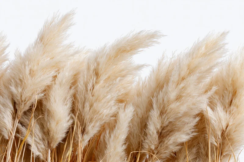 Dried pampas grass plumes clustered densely across the lower frame against white background