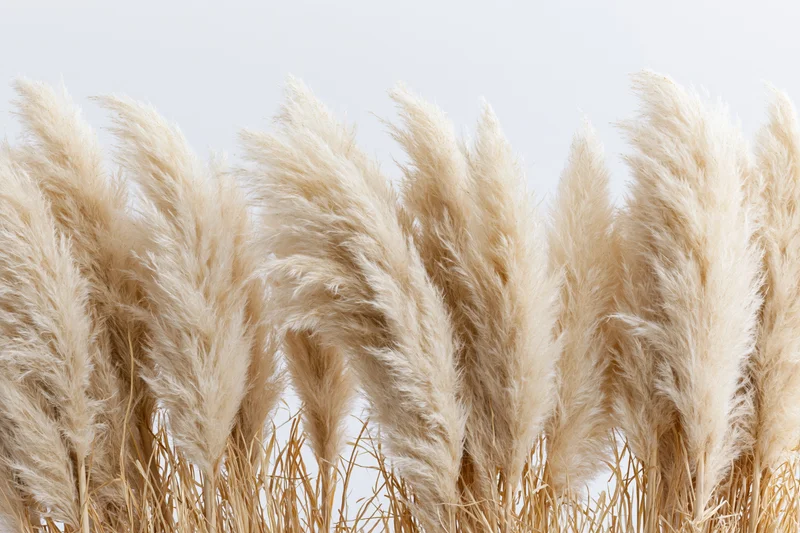 Dried pampas grass plumes clustered densely across the lower frame against a plain light background