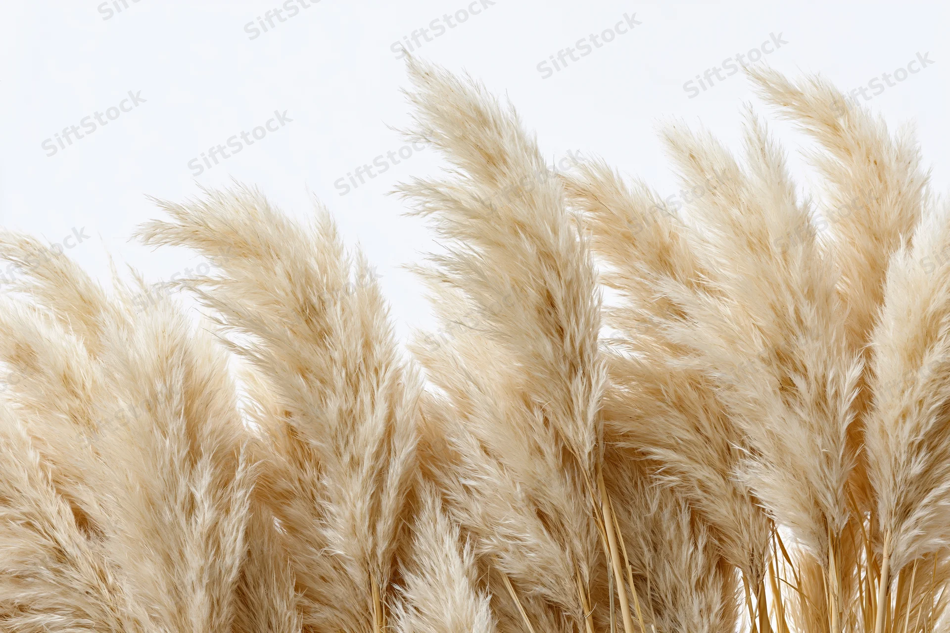Dried pampas grass plumes clustered densely across the lower frame against a white background