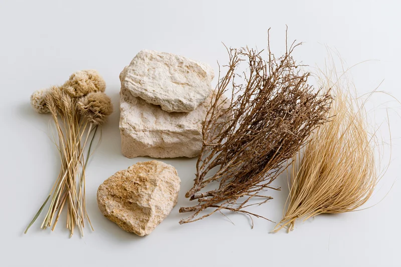 Dry desert plant specimens and weathered limestone rocks arranged on a white surface