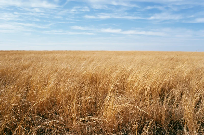 Dry golden-brown prairie grass filling the lower half of the frame under a blue sky with scattered clouds
