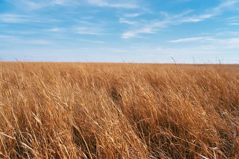 Dry golden-brown prairie grass swaying in wind under blue sky with scattered clouds