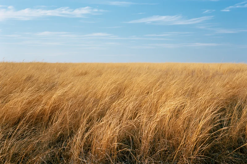 Dry golden-brown prairie grass swaying in the wind under a clear blue sky