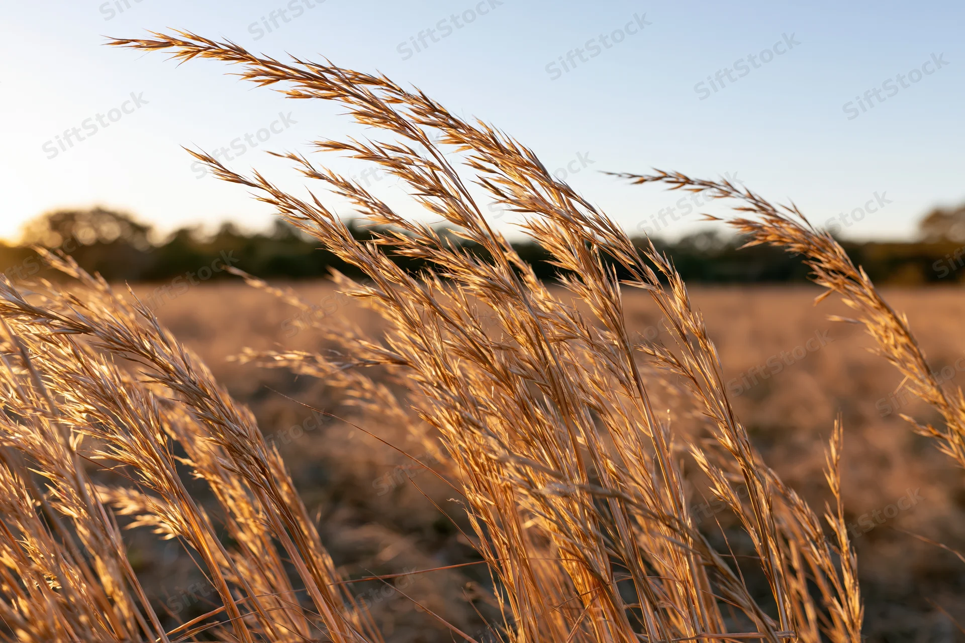 Dry golden grass seed heads swaying in an open field at low sun