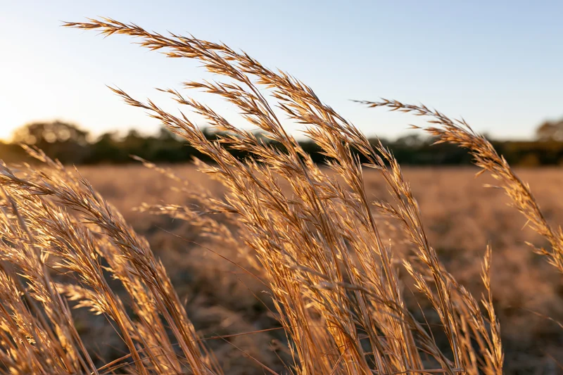 Dry golden grass seed heads swaying in an open field at low sun