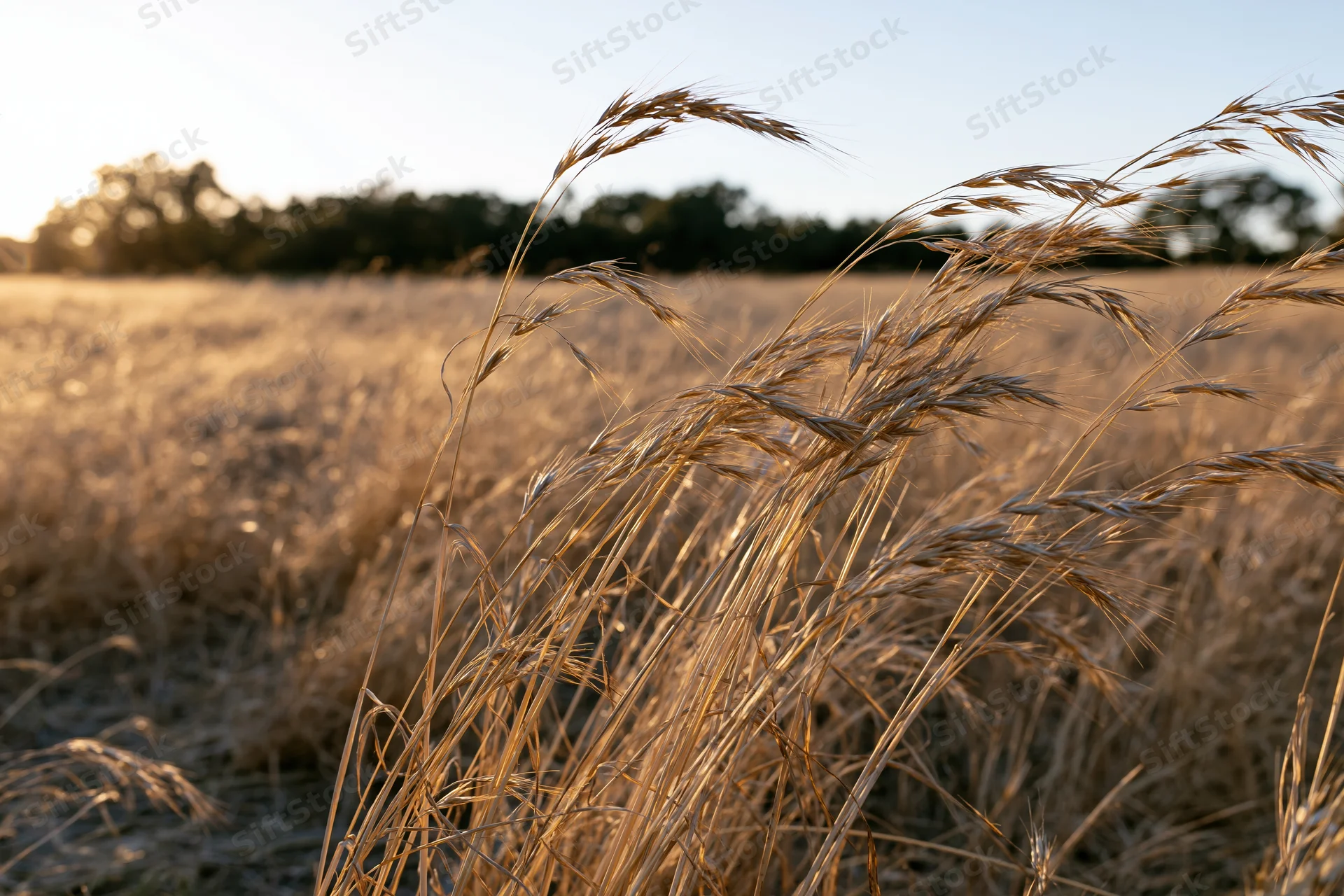 Dry golden grass seed heads swaying in an open field at low sun