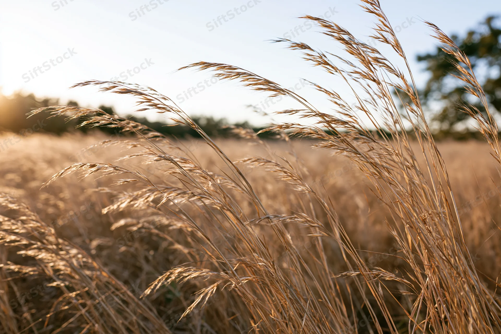 Dry golden grass seed heads swaying in a field at golden hour