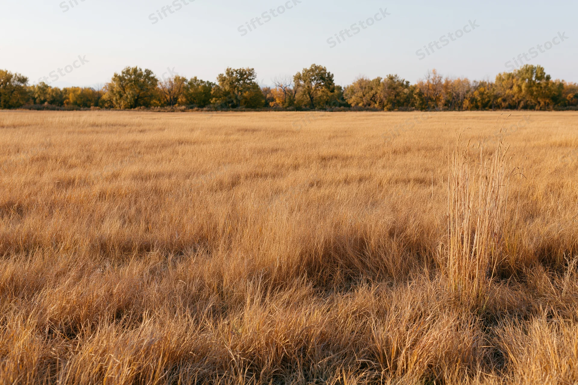Dry golden prairie grass stretching across an open field toward a line of autumn trees on the horizon
