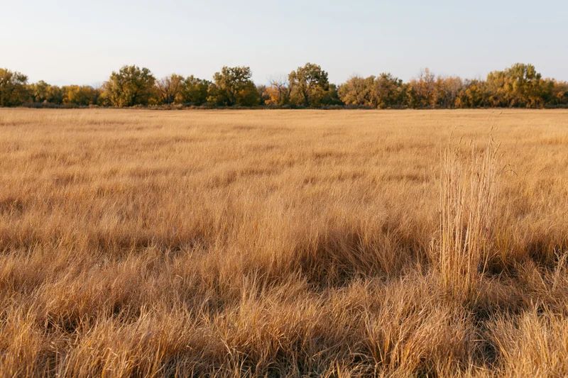 Dry golden prairie grass stretching across an open field toward a line of autumn trees on the horizon