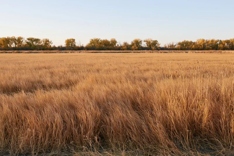 Dry golden prairie grass stretching across an open field toward a line of autumn trees under a clear sky